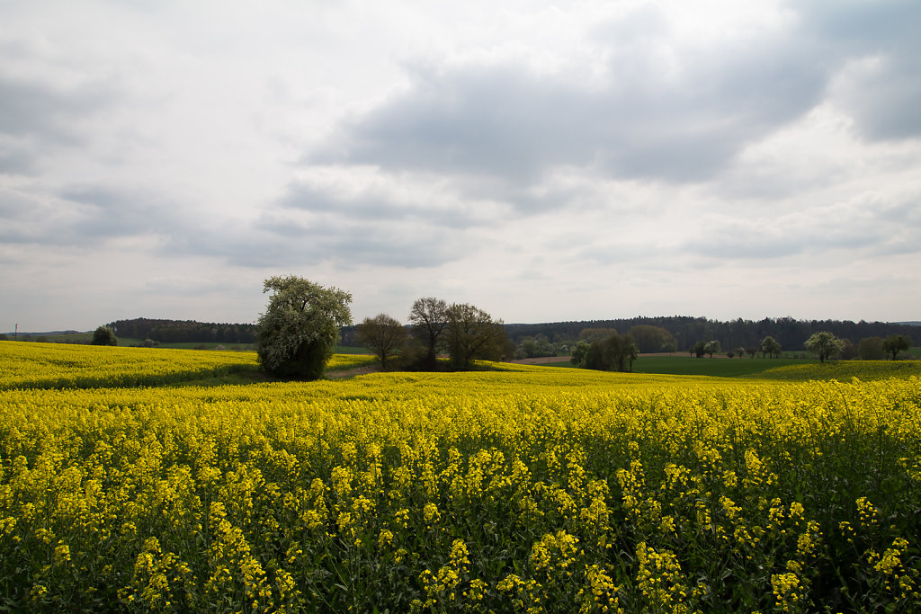Rapeseed fields in spring